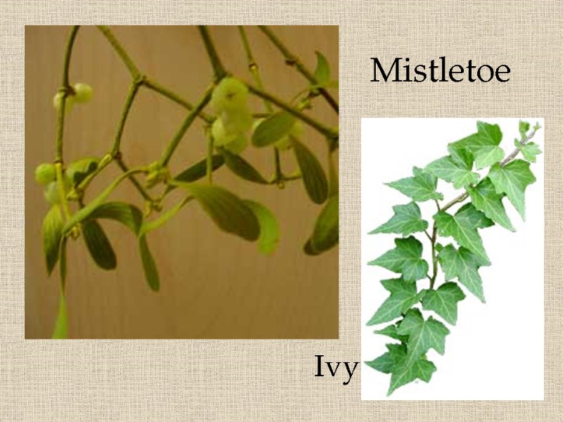 15 Mistletoe Ivy